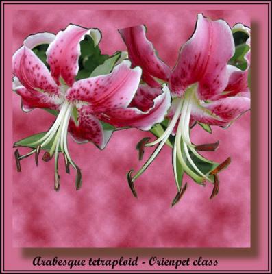 Orienpet Lily