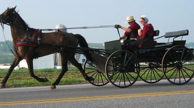 Horse Amish Baby