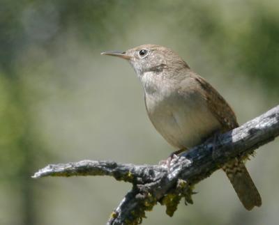 House Wren, singing male