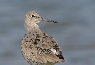 Willet, molting