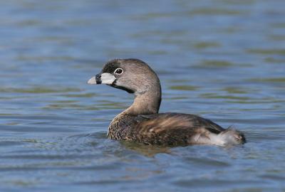Pied-billed Grebe, breeding plumage