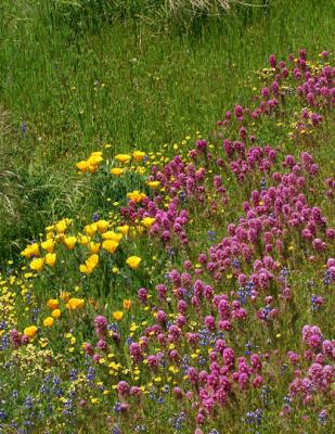 Roadside Flowers