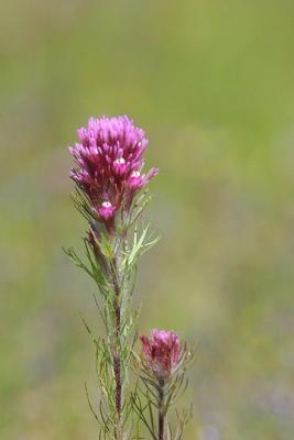 Roadside Flowers