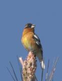 Black-headed Grosbeak, singing male