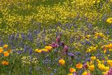 Roadside Flowers