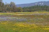 Meadow