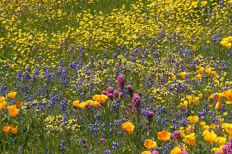 Roadside Flowers