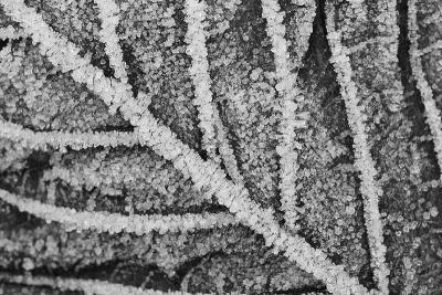 #022 Frosted Leaf