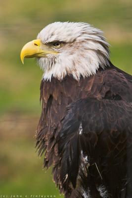 #100 American Bald Eagle