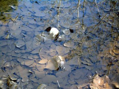 u15/themarmot/medium/38756944.leafypond.jpg