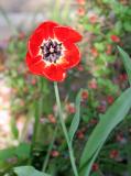 Red Springtime Tulip