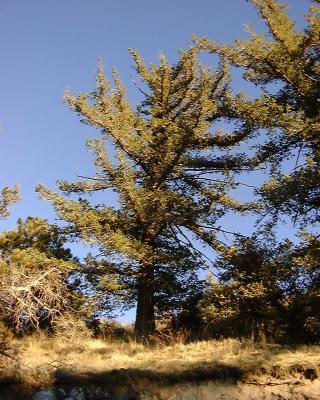Western White Pine, Mount Gleason
