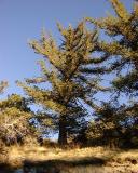 Western White Pine, Mount Gleason