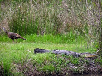 04-07-05 Turkey and Alligator