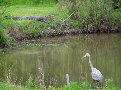 04-07-05 Great Blue Heron/Alligator