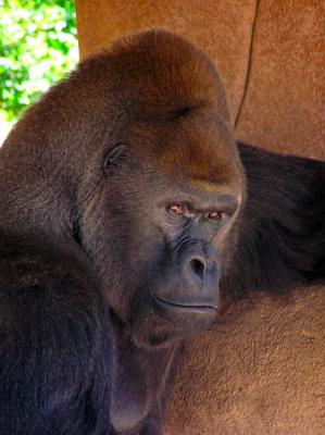 audubon_zoo