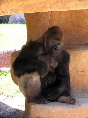 04-16-05 gorilla2.jpg