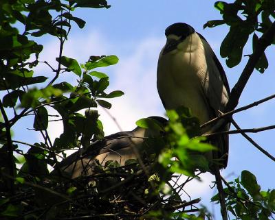 black_crowned_night_heron