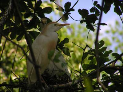 04-16-05 nesting cattle egrets1.jpg