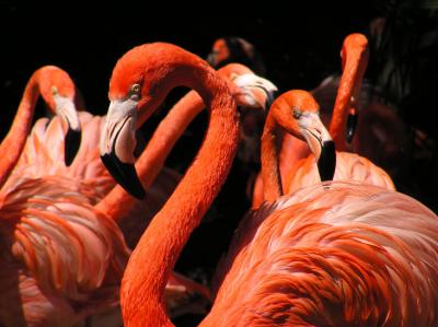 04-16-05 Flamingo1.jpg