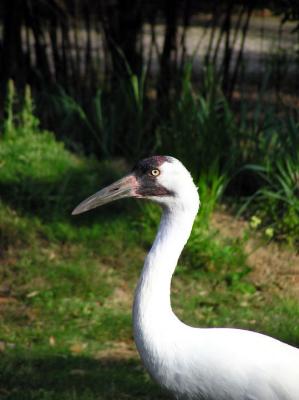 04-16-05 whooping crane.jpg