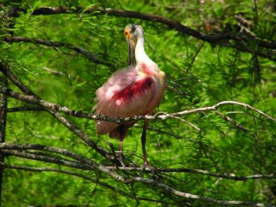 04-27-05 roseate spoonbill1.jpg