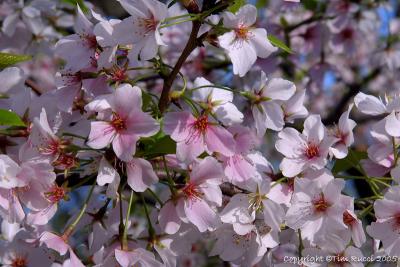 28754 - Cherry Blossoms