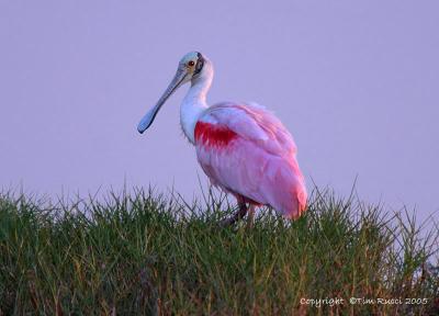 30962  Roseatte Spoonbill