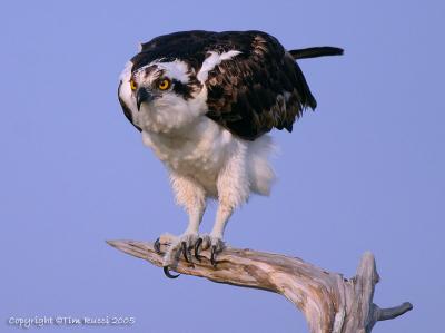 31071  Osprey