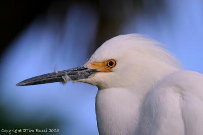 31829 - Snowy Egret