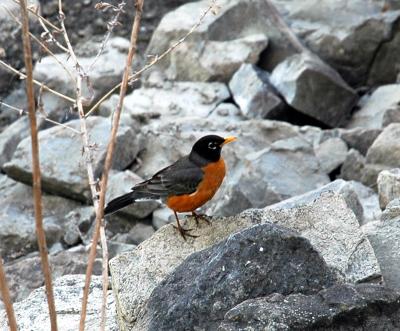 Robin