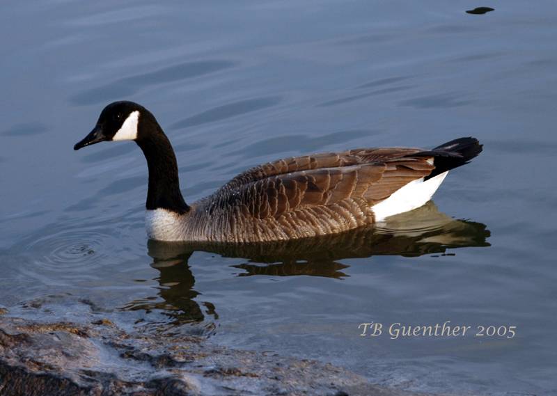 Canada Goose 15