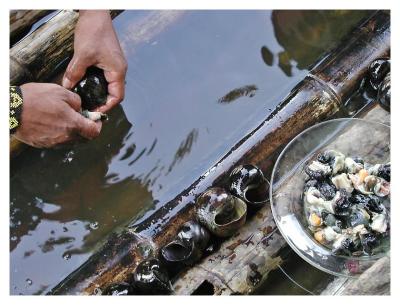 Fresh Escargot