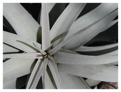 Silver Bromeliad