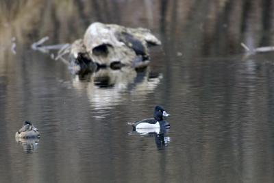 Ring-necked duck 2005-01-15 121421.jpg