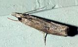 5381 - Black Grass-veneer Moth - Neodactria caliginosellus