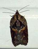 3536 -- Robinsons Acleris Moth -- Acleris robinsoniana