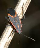 Eastern Boxelder Bug - Boisea trivittatus