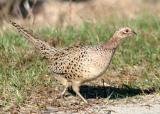 Ring-necked Pheasant Phasianus colchicus (female)