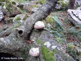 Hongos en el &#225;rbol