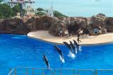Dolphin Show, Ocean Park