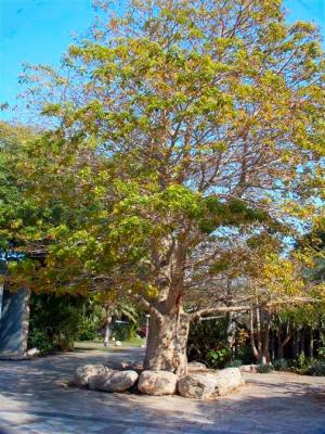 Dead sea - Kibbutz Ein Gedi 3.jpg