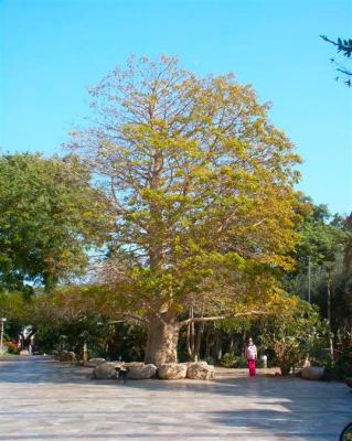 Dead sea - Kibbutz Ein Gedi 5.jpg