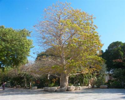 Dead sea - Kibbutz Ein Gedi 6.jpg