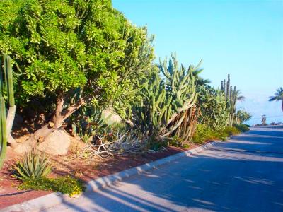 Dead sea - Kibbutz Ein Gedi 14.jpg