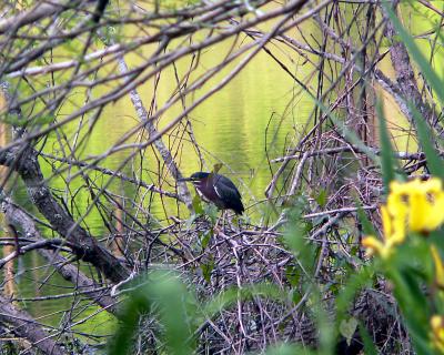 Green Heron