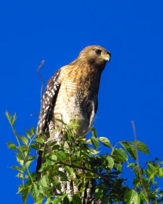 Red Shoulder Hawk