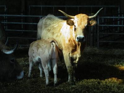 Livestock 