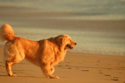 Huntington Beach dog 03.jpg