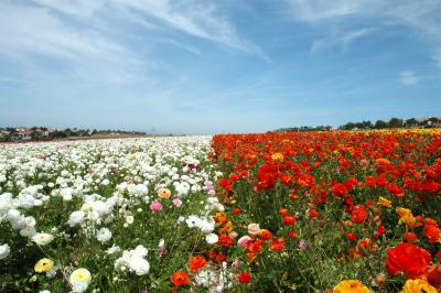 The flower fields at Carlsbad Ranch